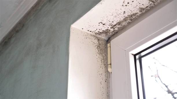 Best Basement Mold Remediation in Turnersville, NJ