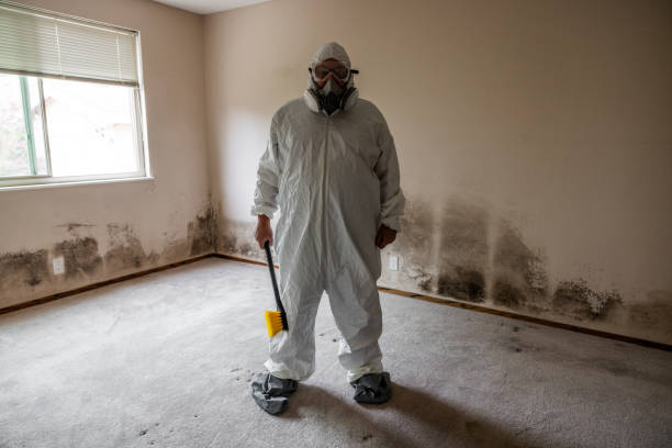 Best White Mold Remediation in Turnersville, NJ